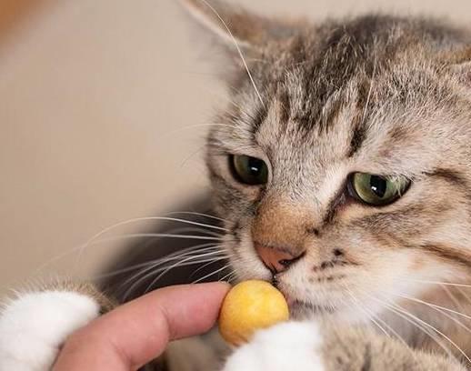 宠物猫怎么发文字