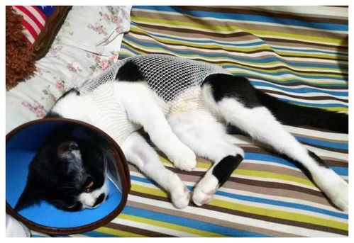 流浪猫体检多少钱