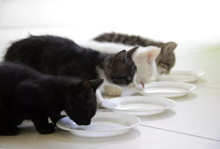 宠物猫该怎么训练喝水