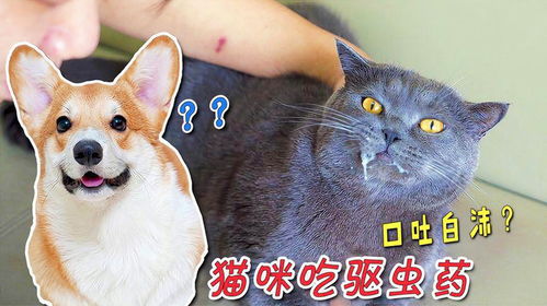 小猫吃多少驱虫药