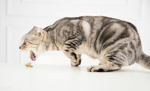 宠物猫吃了异物怎么排