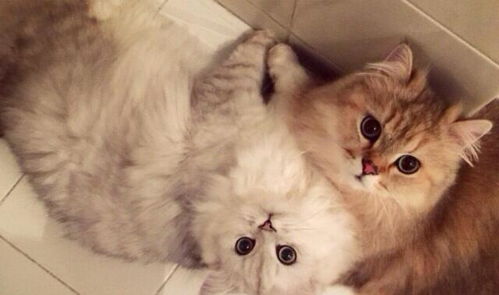 宠物猫母猫怎么养