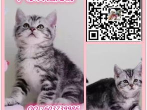 怎么检查宠物猫藓病毒