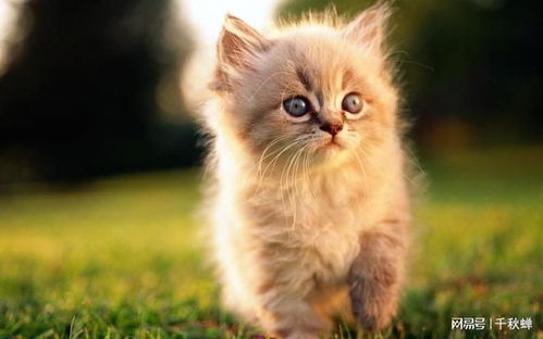 宠物猫怎么让它安静