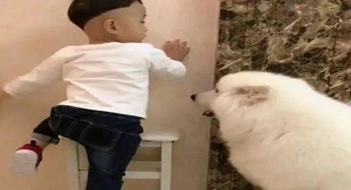 宠物狗挨骂后会怎么样呢