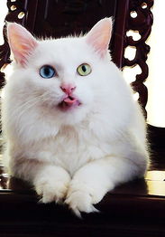 宠物猫梳源头怎么梳