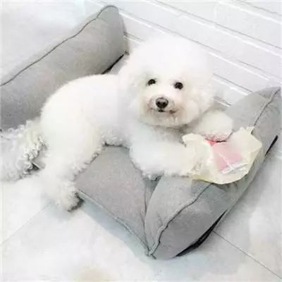 想做一个宠物狗怎么做