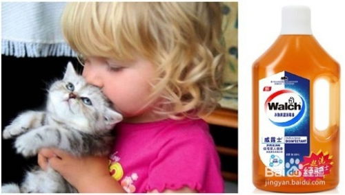 怎么清除宠物猫毛毛