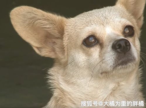 人带宠物狗坐车怎么办