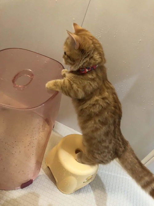 怎么给宠物猫洗碗