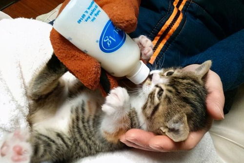 宠物猫到家怎么养活好呢