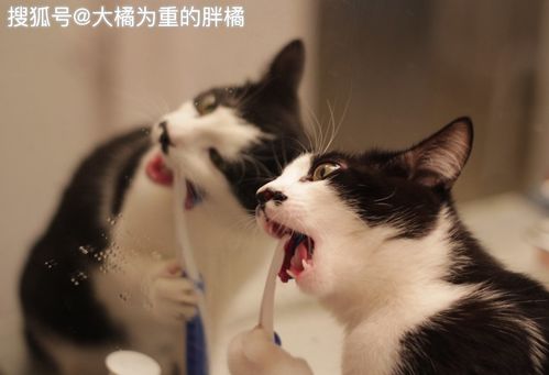 宠物猫怎么漱口的