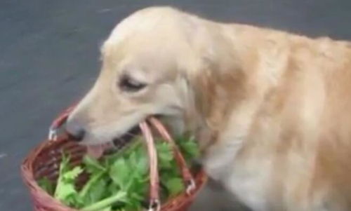 宠物狗婆婆怀孕怎么办啊