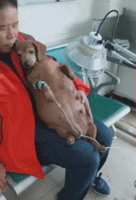 给狗打点滴多少钱