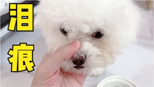 宠物狗没有泪痕怎么办啊