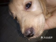 宠物狗猫粮代理怎么做的