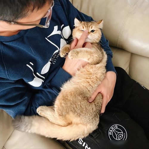 宠物猫性格怎么教育