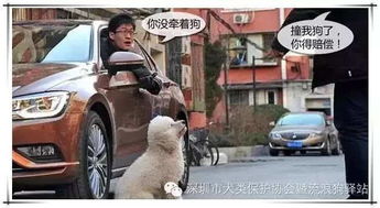出车祸的宠物狗怎么办呢