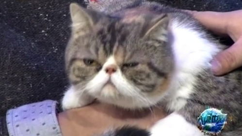 宠物猫怎么带到欧洲