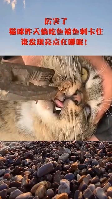 宠物猫吃鱼刺了怎么办啊