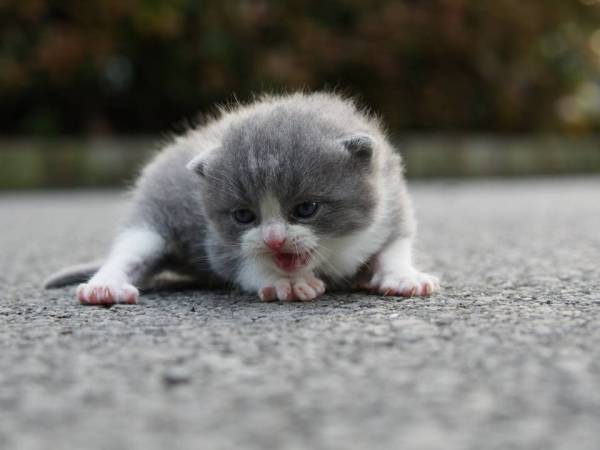 短腿猫多少钱一只
