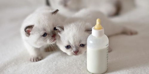宠物猫怎么喝羊奶好