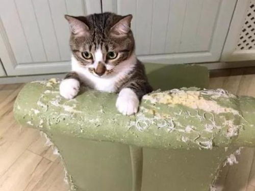 怎么扔掉宠物猫呢