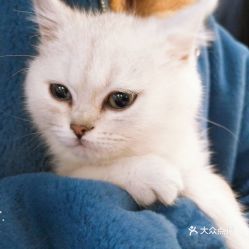 有宠物猫怎么洗掉
