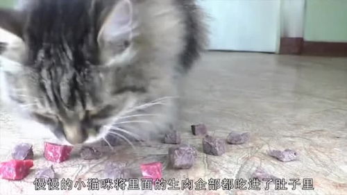 宠物猫喜欢吃生肉怎么办