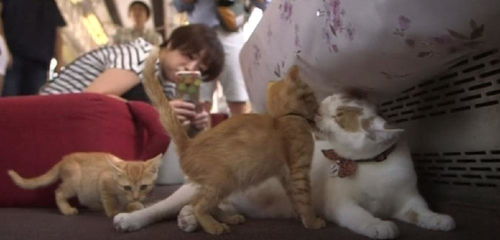 火车怎么带宠物猫上去
