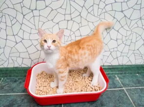 宠物猫的猫砂怎么用