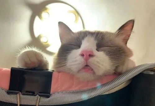 怎么用蜡笔画萌宠物狗猫