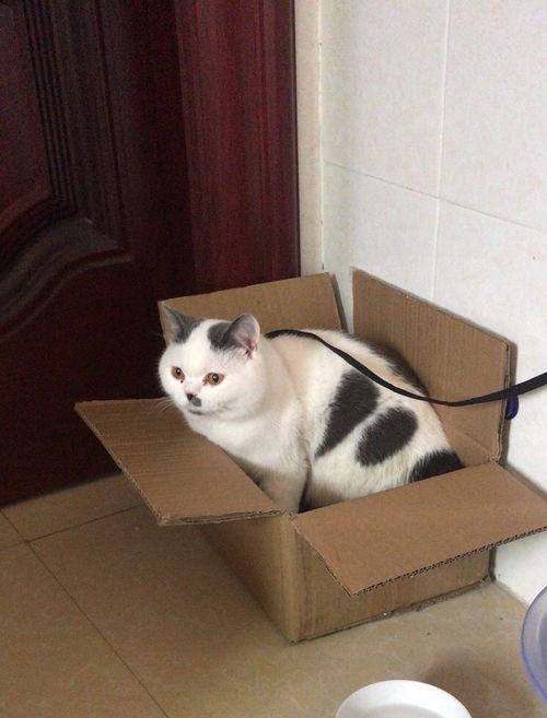 遗弃宠物猫怎么收养