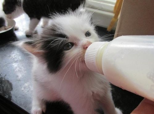 喝宠物猫的羊奶会怎么样