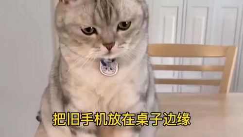 怎么拿到新宠物猫