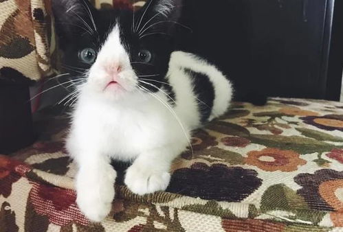 宠物狗猫被丢弃会怎么样
