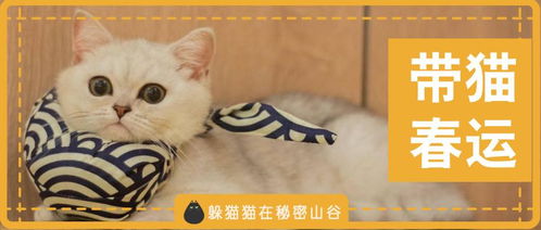 春运怎么带宠物猫