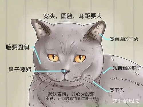 怎么分辨宠物猫品相