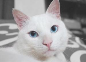 蓝眼白猫多少钱一只