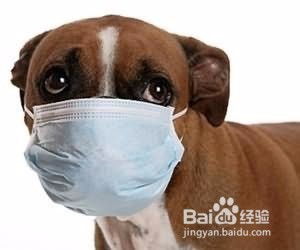 宠物狗怎么看有没有发烧