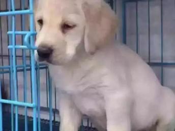 在家养宠物狗卖怎么样