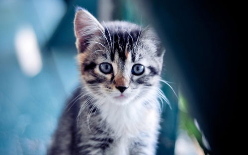 宠物猫怎么自己配料猫粮