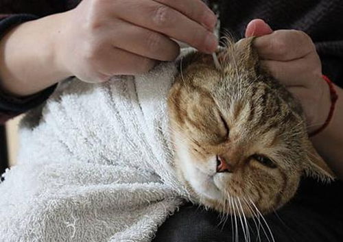 宠物猫怎么预防耳螨