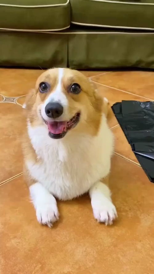 宠物狗衣防水怎么做好看