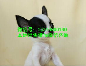 成都宠物狗生意怎么样啊