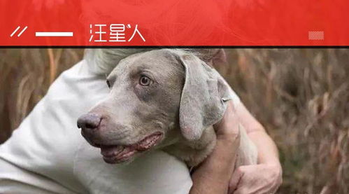宠物狗医生资格证怎么考