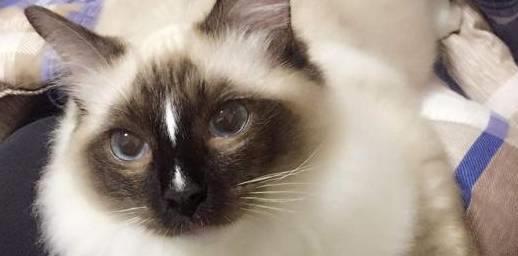 宠物猫缺牛磺酸吗怎么办