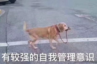 怎么说服家长让买宠物狗