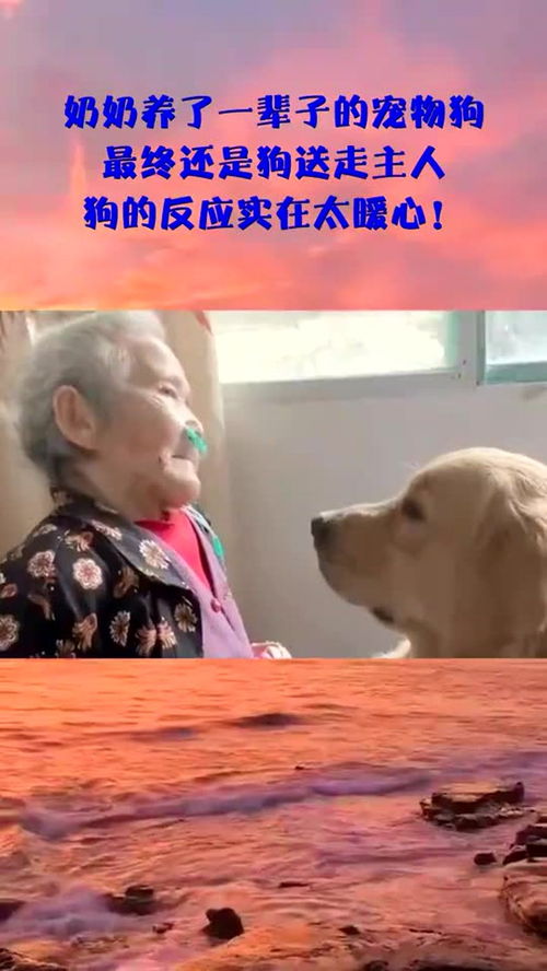 宠物狗爷爷奶奶怎么养的