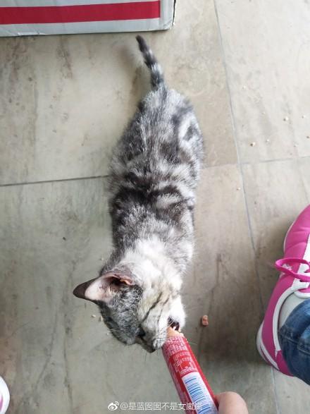 孩子欺负宠物猫怎么教育